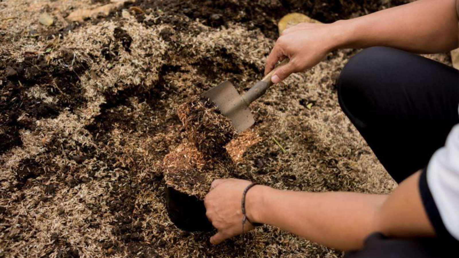 Bandung City Government Supports Greener City Parks by Providing More Free Seedlings
